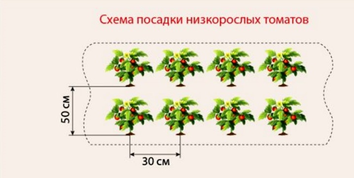 https://i.postimg.cc/fLH06fWp/shema-i-pravila-posadki-tomatov-v-teplice-4.jpg