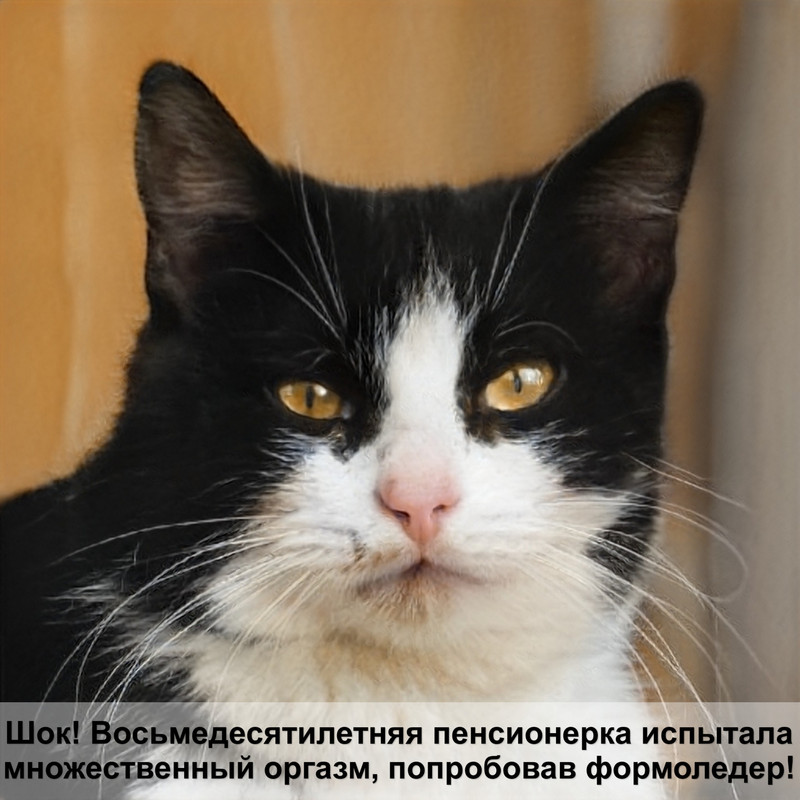 британская кошка окрас табби