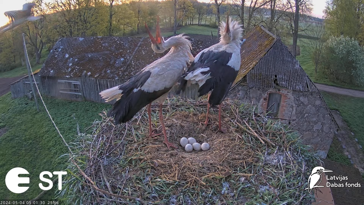 Baltie stārķi (Ciconia ciconia) Tukuma novadā - LDF tiešraide __ White storks in Tukums, Latvia 8-30