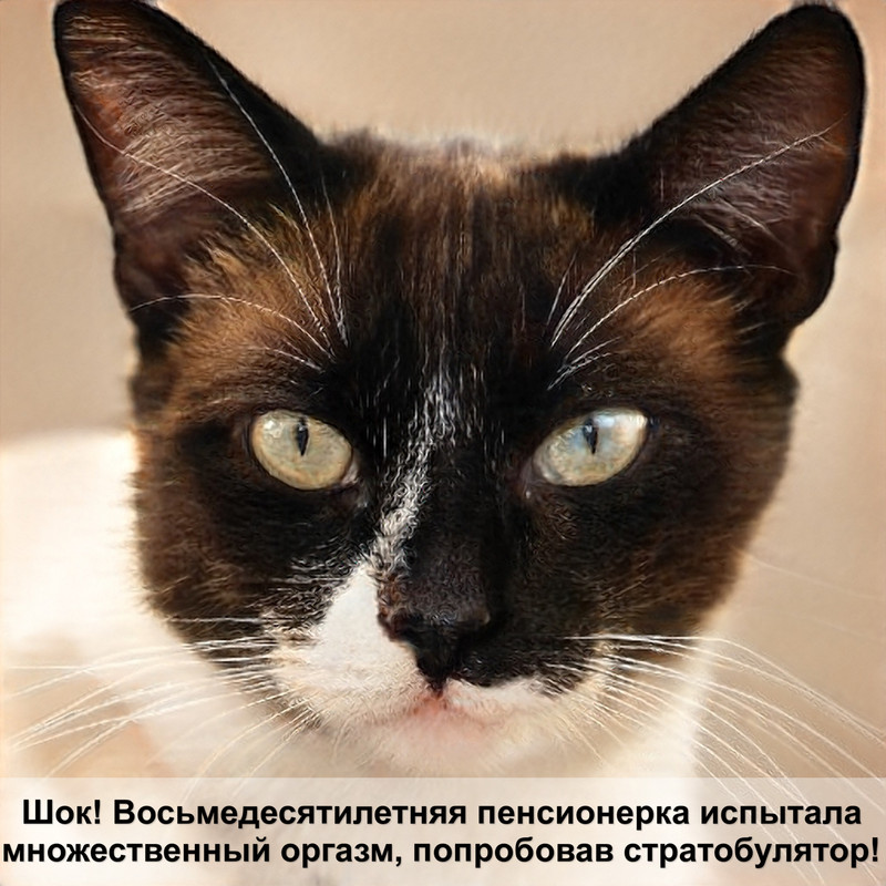 бенгальская кошка белая