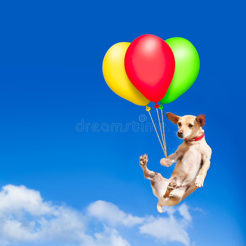 hond-het-hangen-op-ballon-lucht-84315604.jpg
