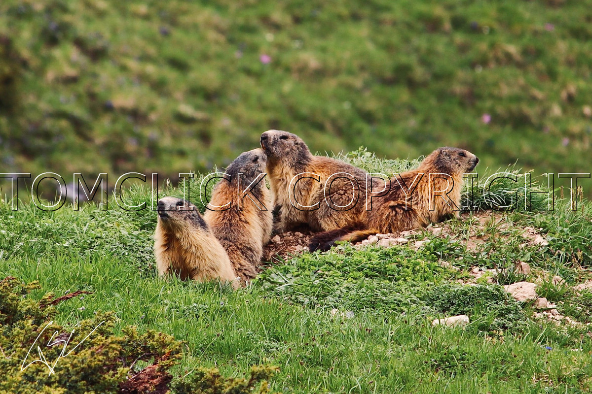 Marmotte de montagne