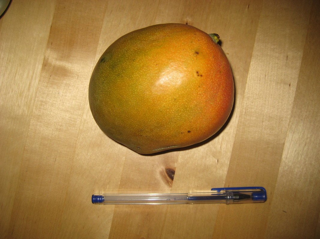 Mango cv Amelie 04.2014 IMG_1124