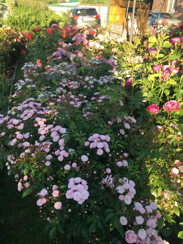 CE6A4919-5DA6-4CFB-8DD4-FAA085E3EADE