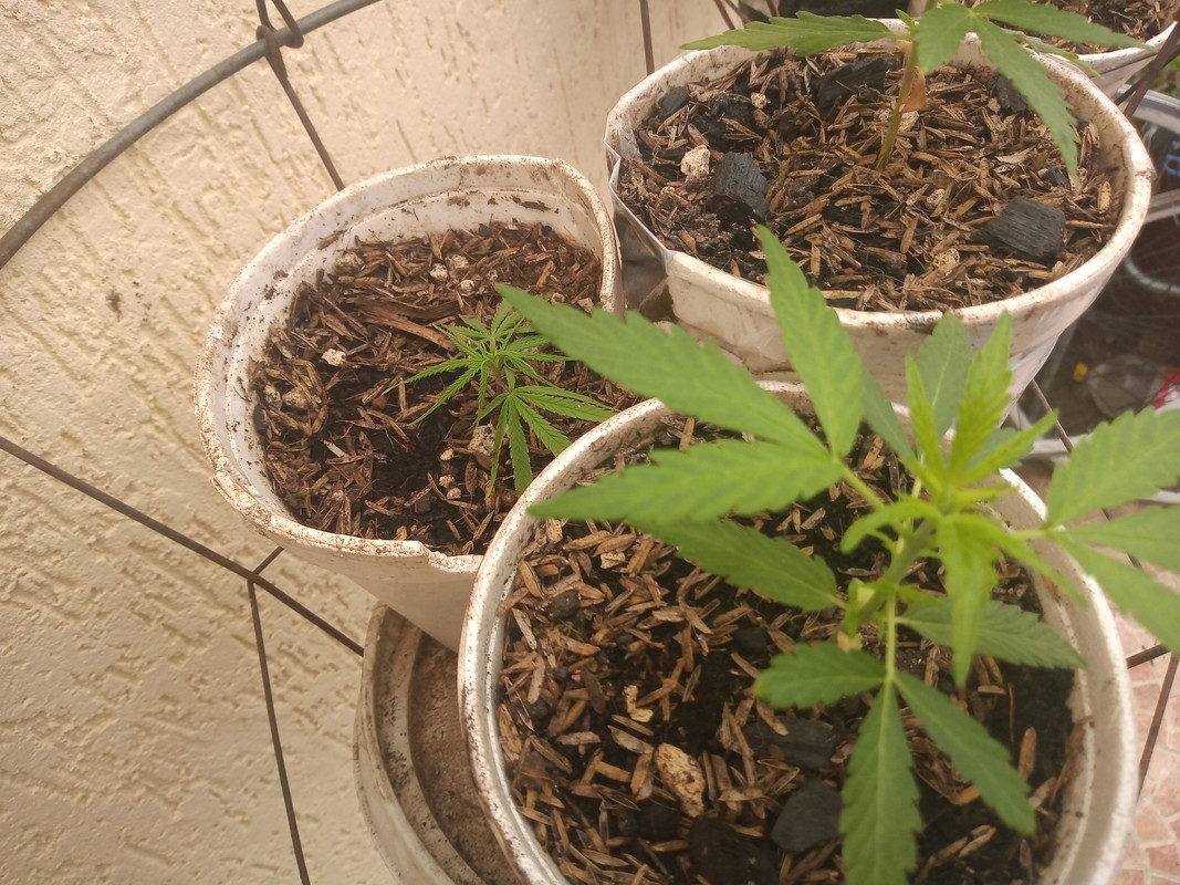 IMG_20200817_095445696