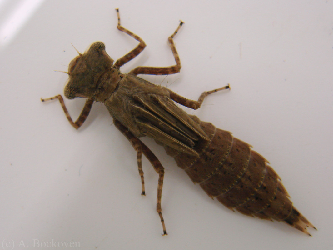 libellulidae_larva_dragonfly_naiad