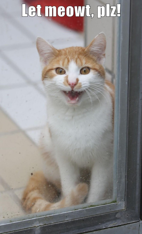 let meowt