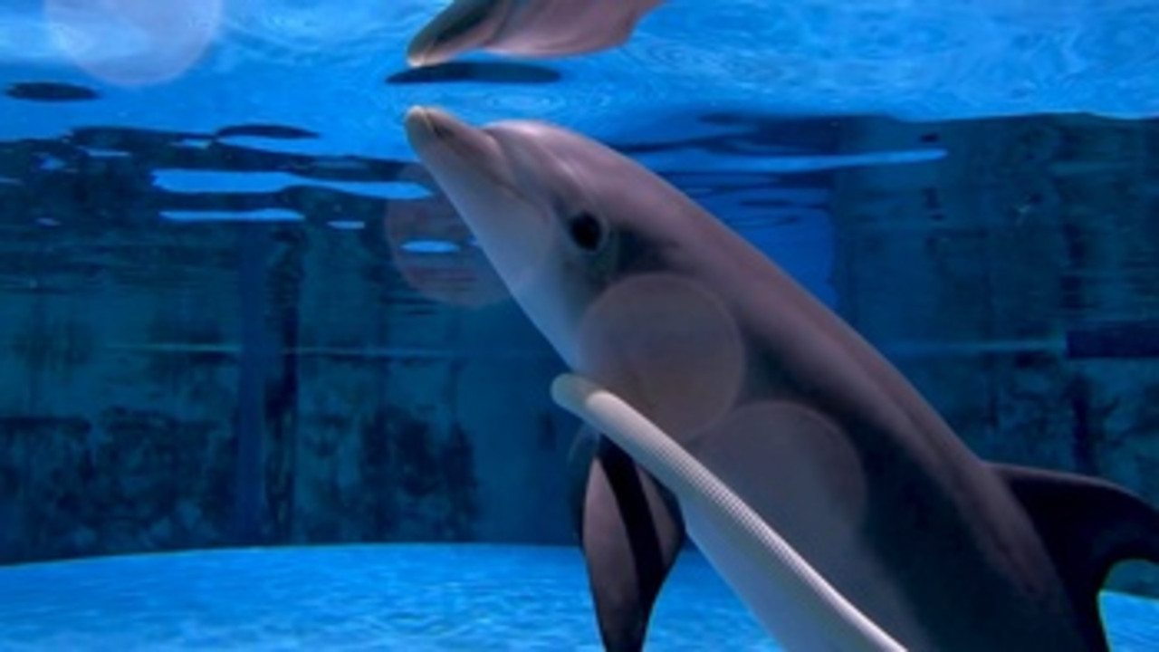 Delfín varado en la playa muere luego de que la gente intentó montarlo