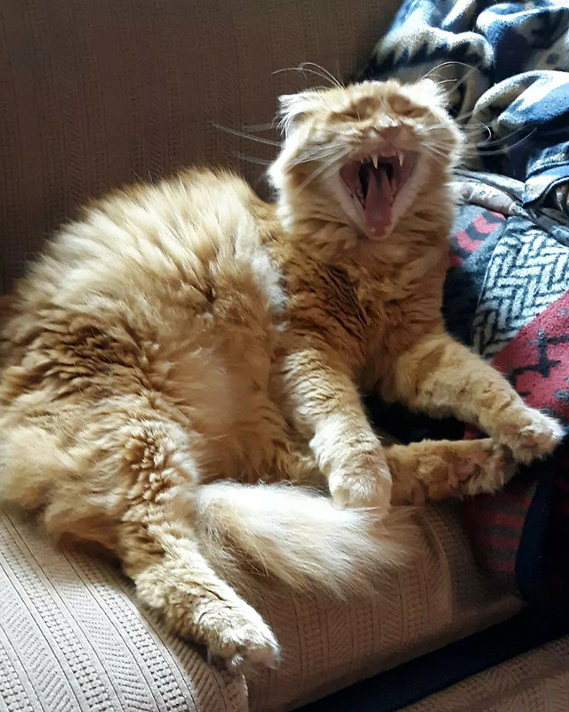 squeakyyawning
