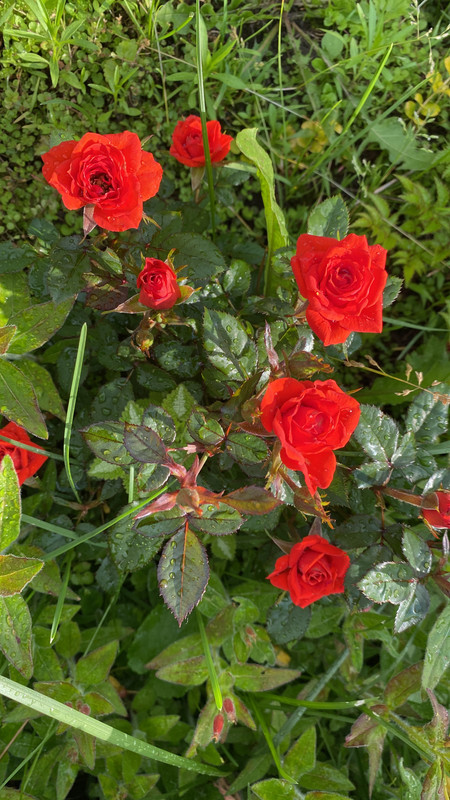 18F63E3F-B938-4939-B20D-B9DD750AD0CA