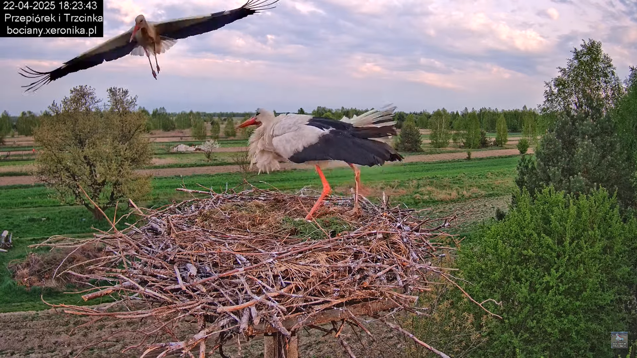 22042025bociany19