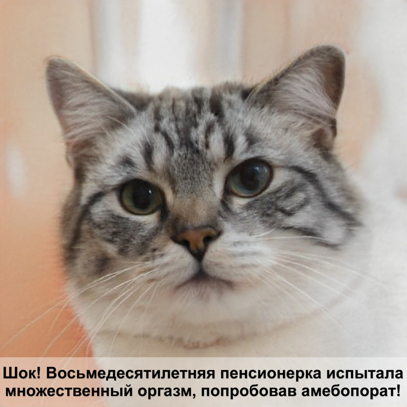 самая большая кошачий