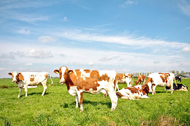 Dairy Cow BDF-001