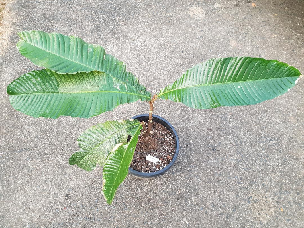 z C.imperialis