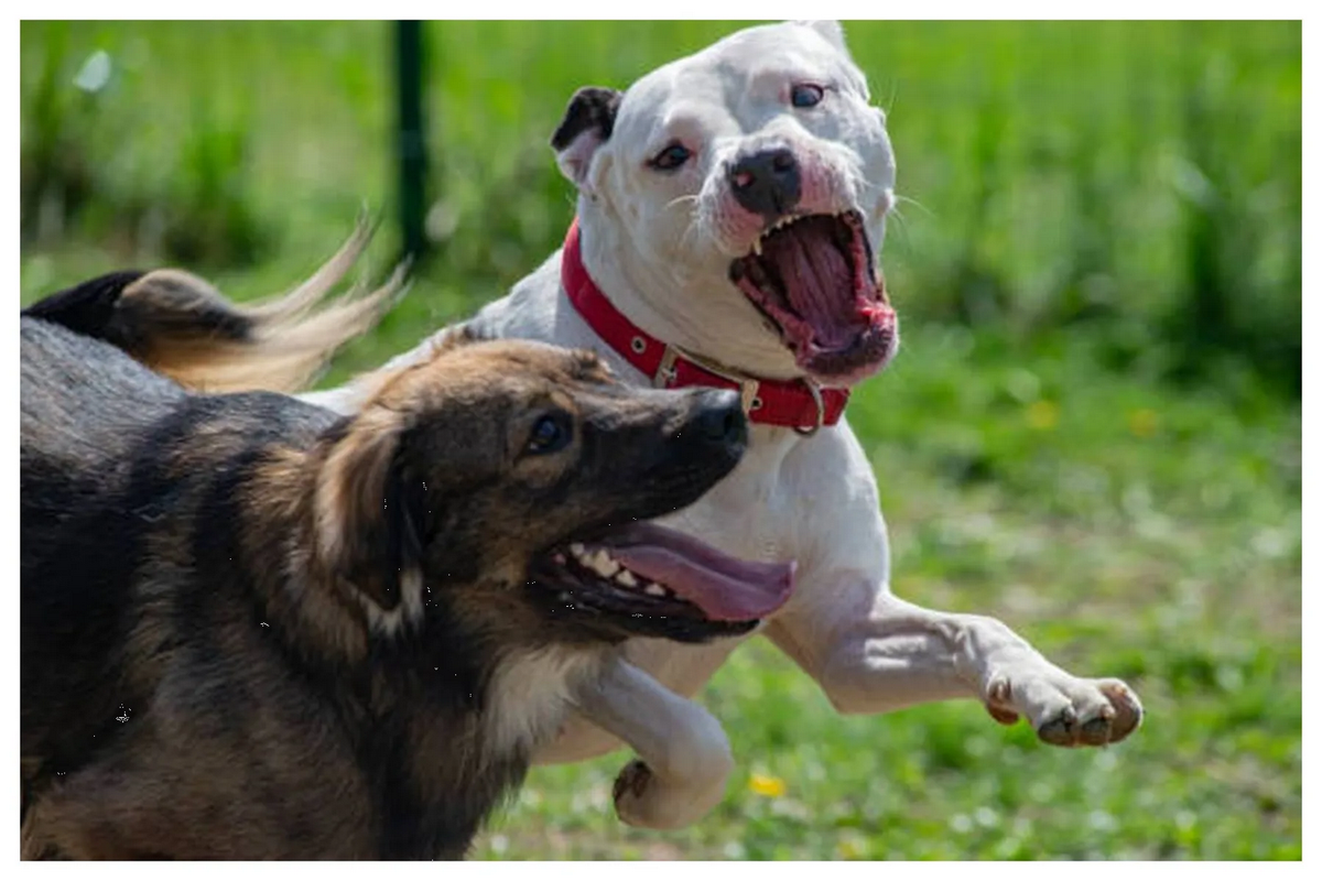 Muere activista proanimales tras ser atacada por sus dos perros pitbull