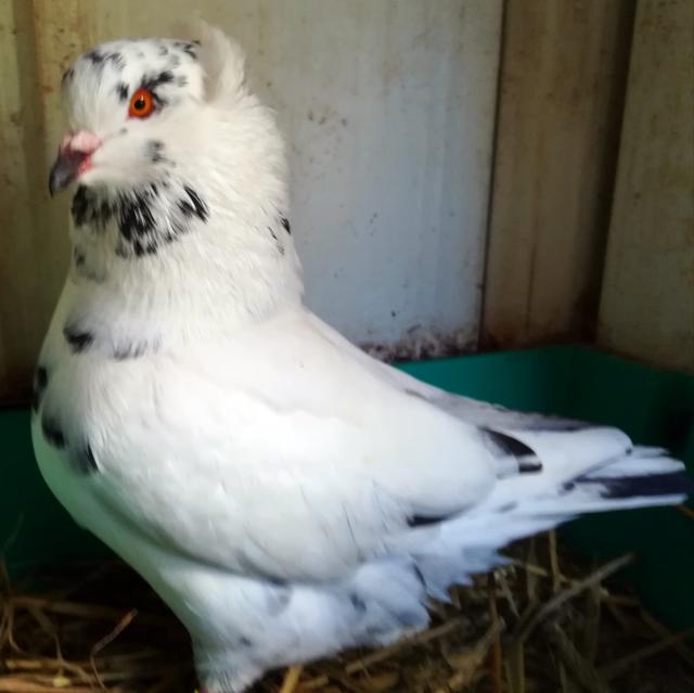 IMG_20180606_152447[2580]