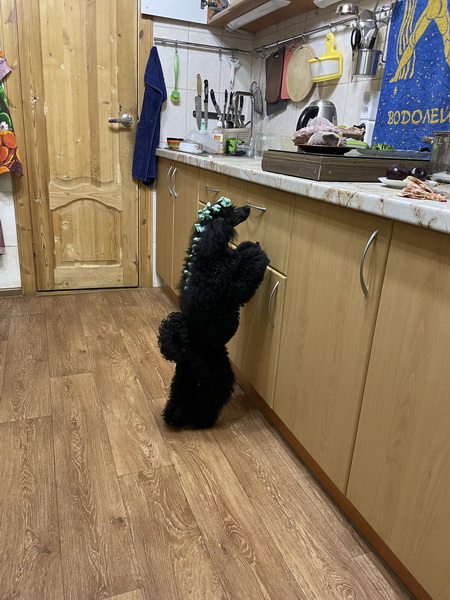 https://i.postimg.cc/fLQ8nDKL/IMG-4440.jpg