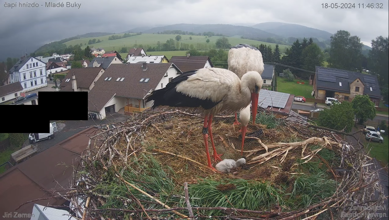 Živá kamera - Mladé Buky - čapí hnízdo 1-51-52 screenshot