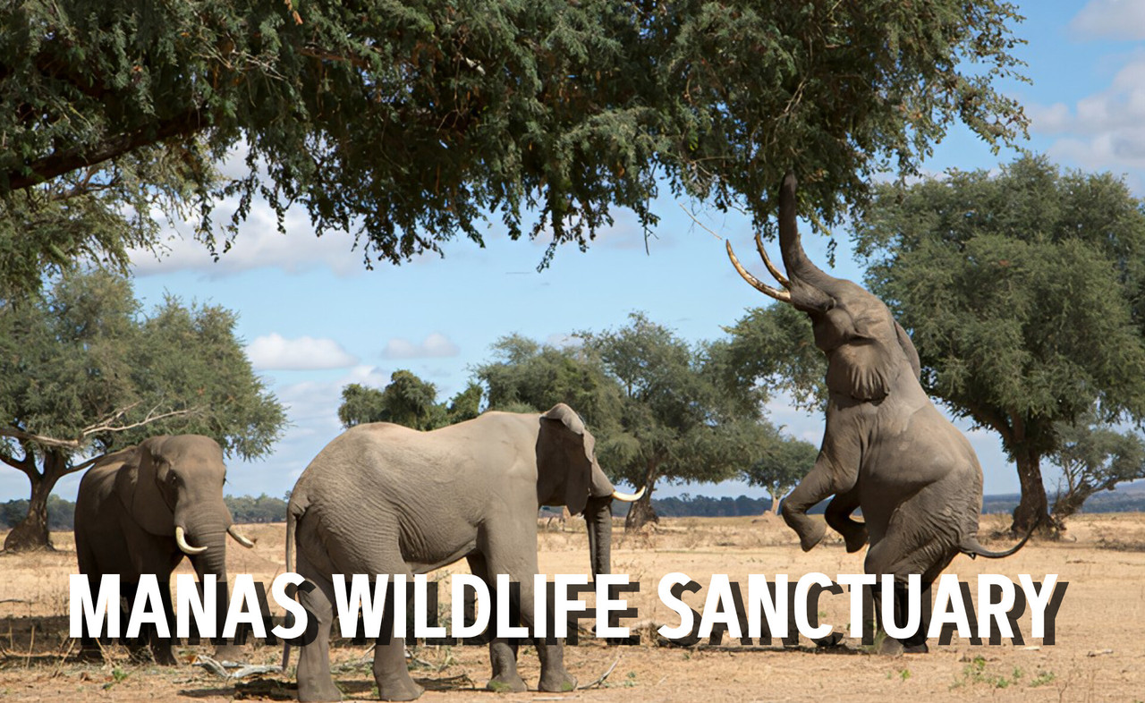 Manas Wildlife Sanctuary