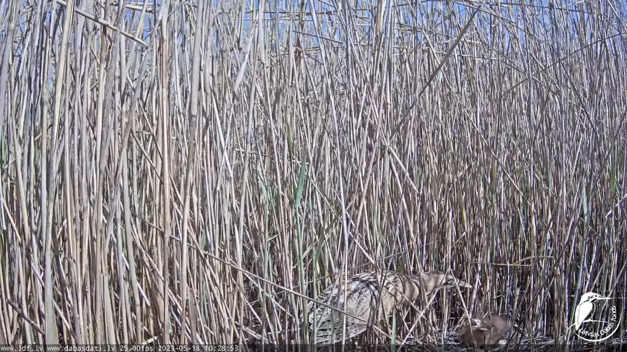 Lielais dumpis (Botaurus stellaris) Engurē - LDF tiešraide 11-29-18 screenshot