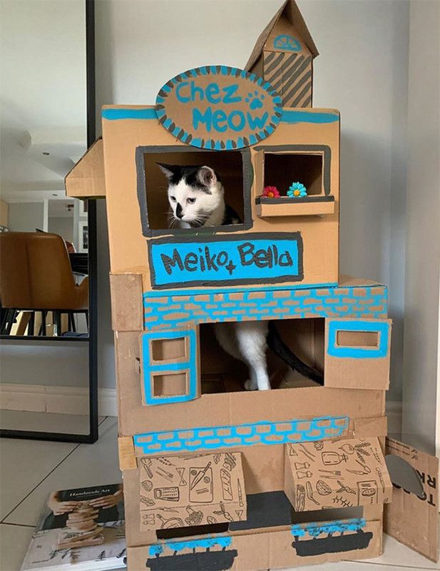 cat-forts18.jpg