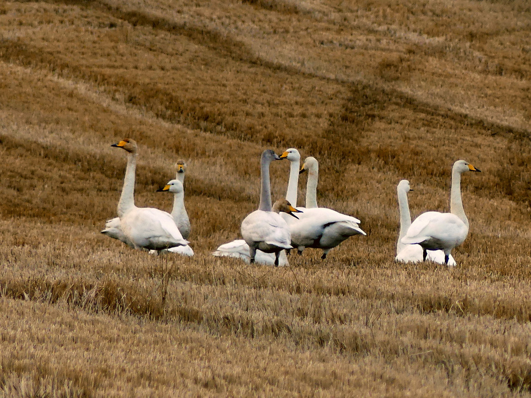 SWANS 2