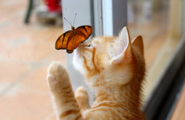 Dreamer-cat-Cats-and-butterflies