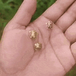 GIFs-10