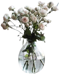 oie-transparent-3