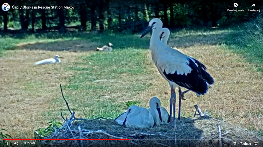 2019-07-02 17_10_20-Greenshot