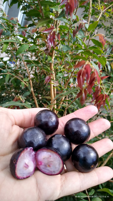 Huertasurbanas_com-IMG_20210920_121546779_HDR.jpg-20211011_090329Jaboticaba_serrana_obera