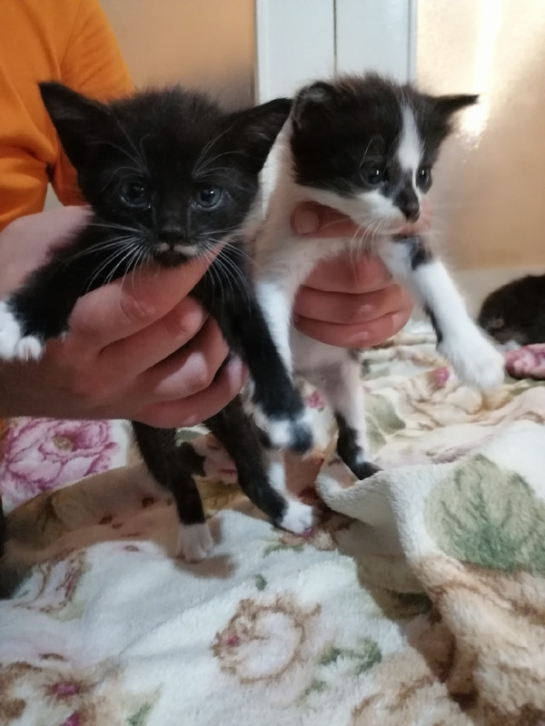 котятяВивиан1