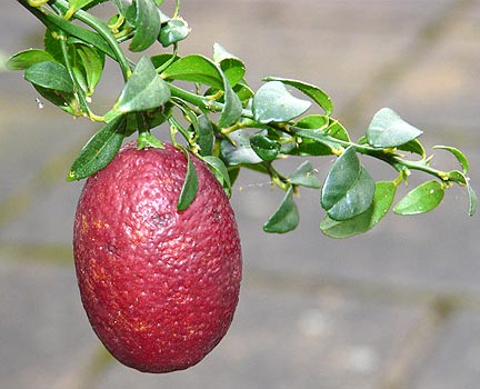 mature-blood-lime-fruit_01