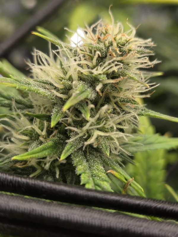 Messenger creation 081E2D0E 1A64 480B B74B 621E9C8E81A7