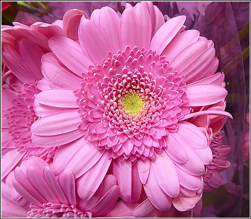 pink-daisy-flower.jpg