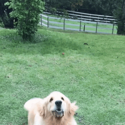 Dog-Golden-Retre1bb-400.gif