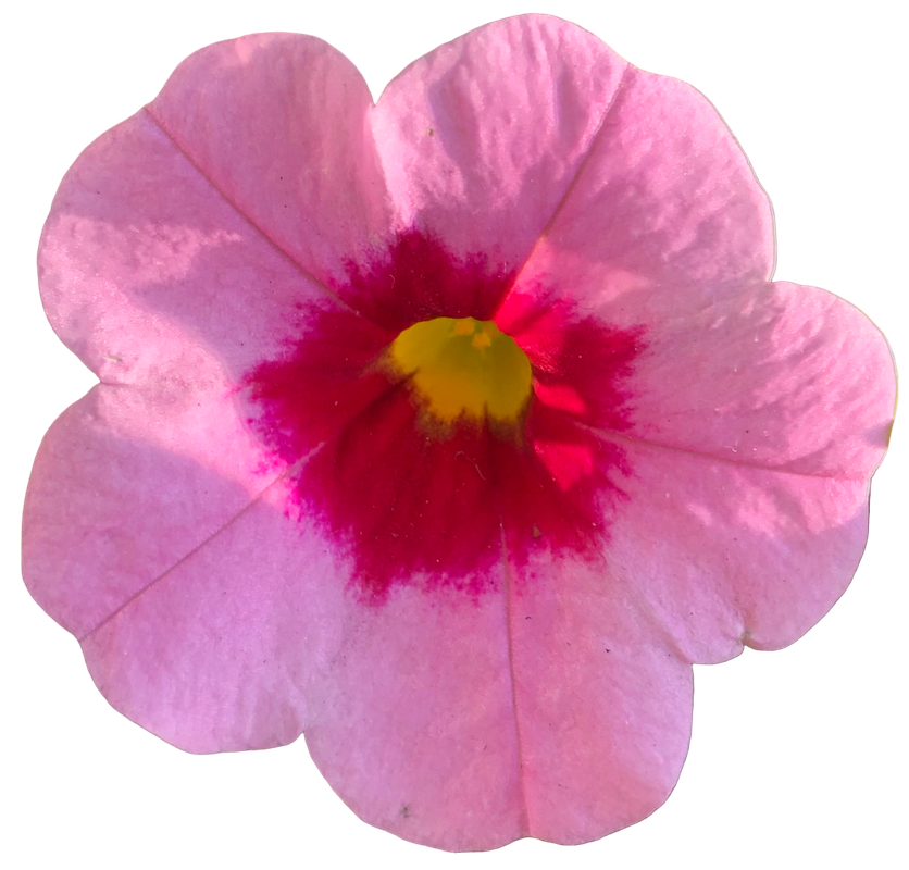 Pink Two Tone Flower 1