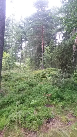 20150730_193638