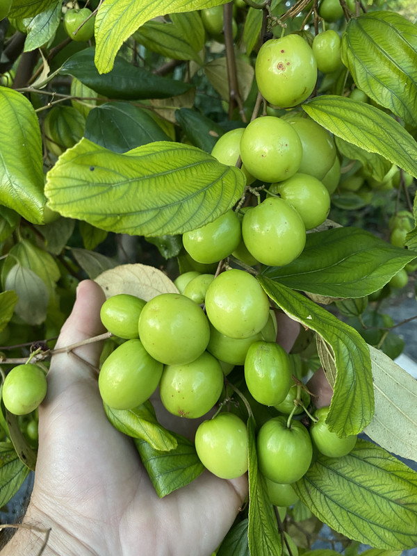 jujube12021