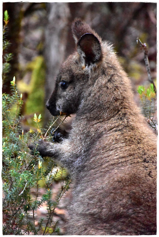 Lake St Clair National Park - Australia (II): Recorriendo Tasmania (5)