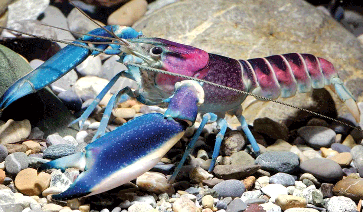 Identifikasi dan Klasifikasi Tujuh Spesies Baru