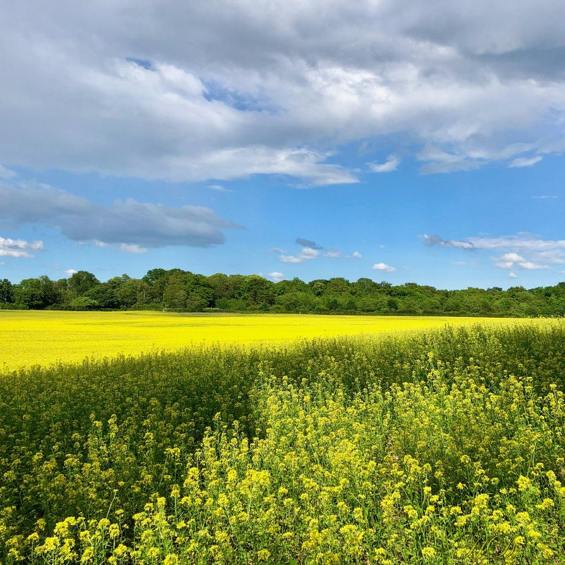 mustard-oil-june2020-woods-HD.jpg