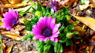 Thơ hoạ Nguyễn Thành Sáng & Tam Muội (1090) Osteospermum-Purple-flowers-known-as-daisybushes-or-African-dais