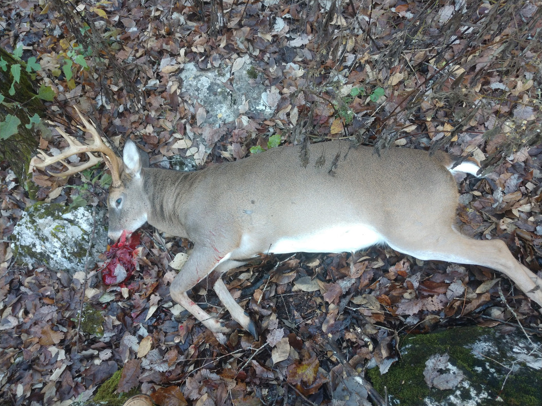 IMG_20181117_073919915