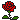 red rose