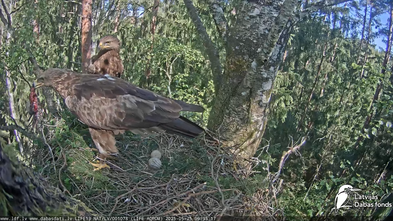 Mazais ērglis (Clanga pomarina), ligzda bērzā 11-12-23 screenshot