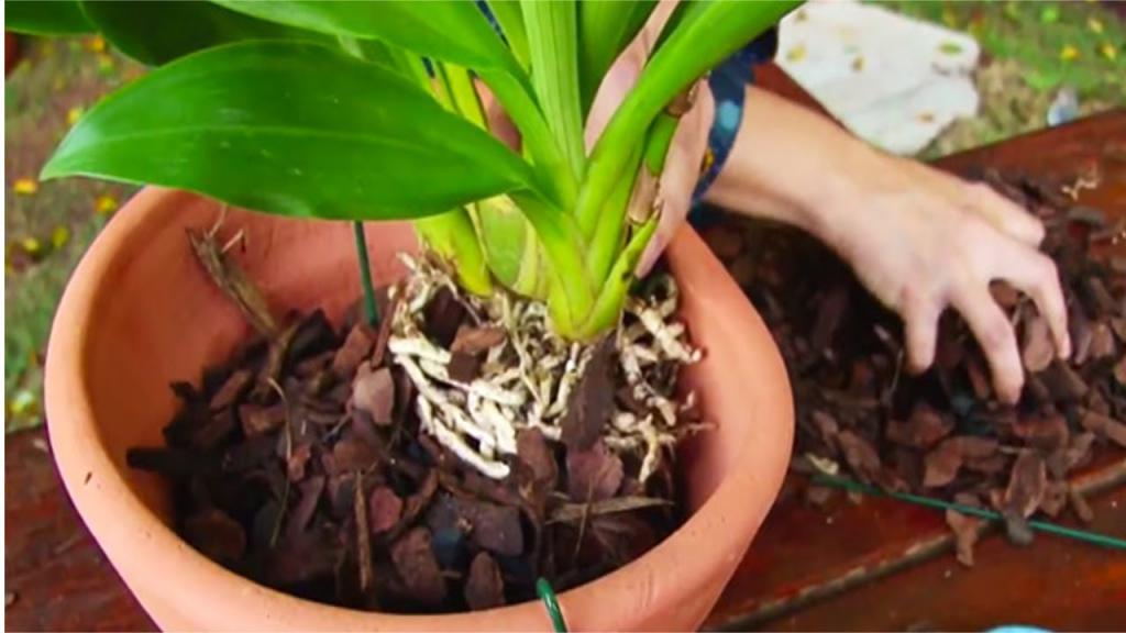 Пересадка орхидей когда и как пересаживать растения.