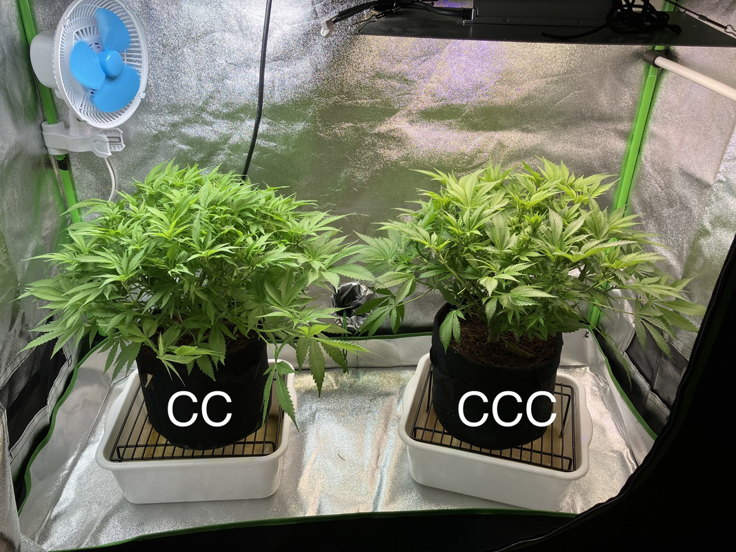 IMG_1489(Mayo 7  2023)