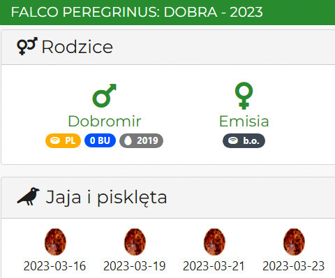 GNIAZDO SOKOŁA: DOBRA - Przechwytywanie-w-trybie-pe-noekranowym-25-04-2023-204111