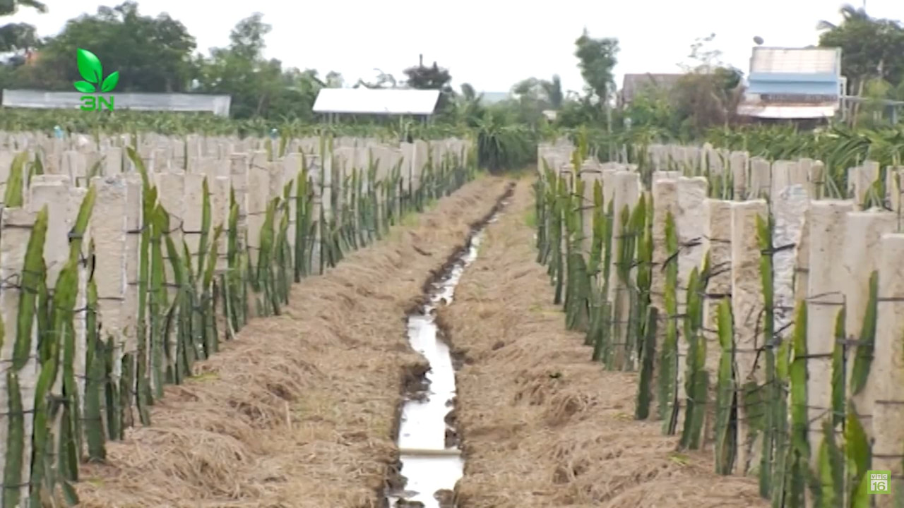 ditch-dragon-fruit-farm-salty-soil.jpg